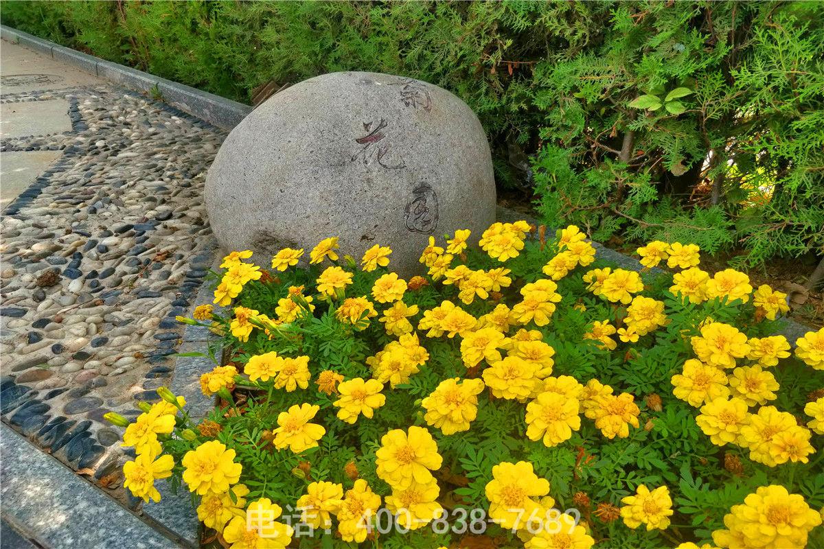 静安墓园菊园 静安墓园菊园